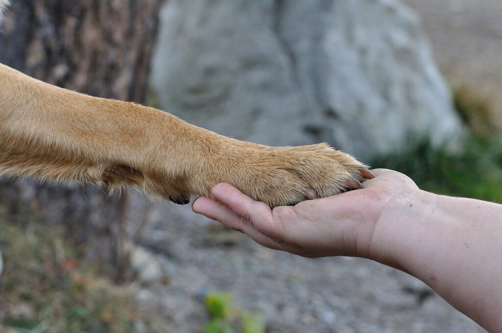 Korean Jindo Code of Ethics
